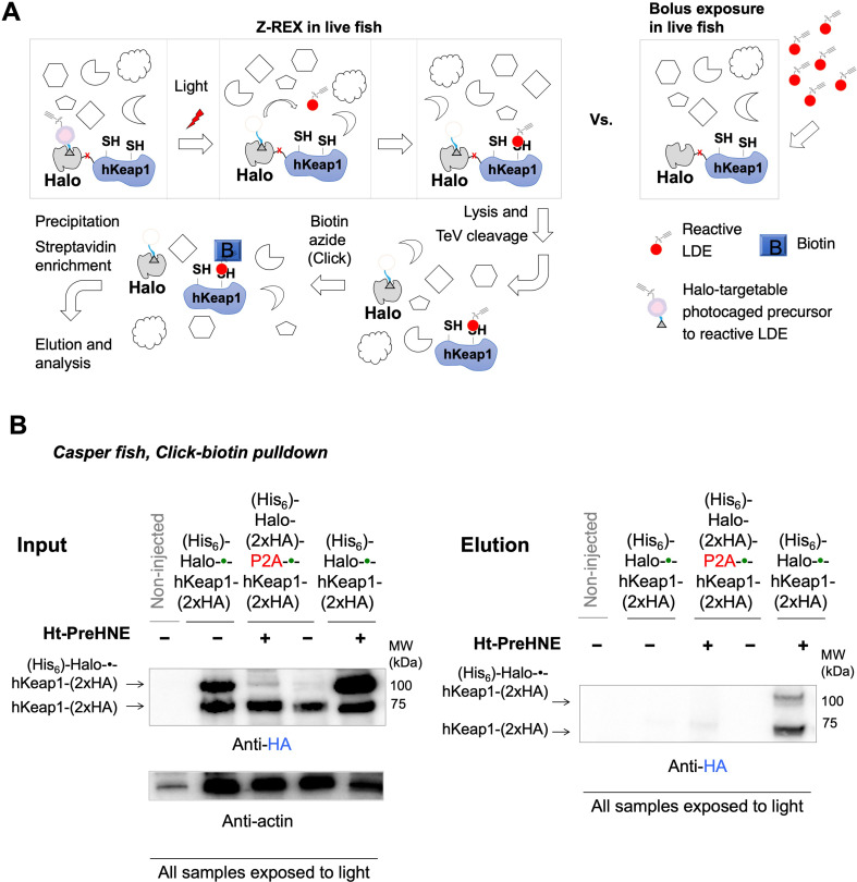 Figure 3—figure supplement 3.