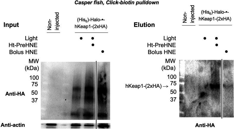 Figure 3—figure supplement 4.