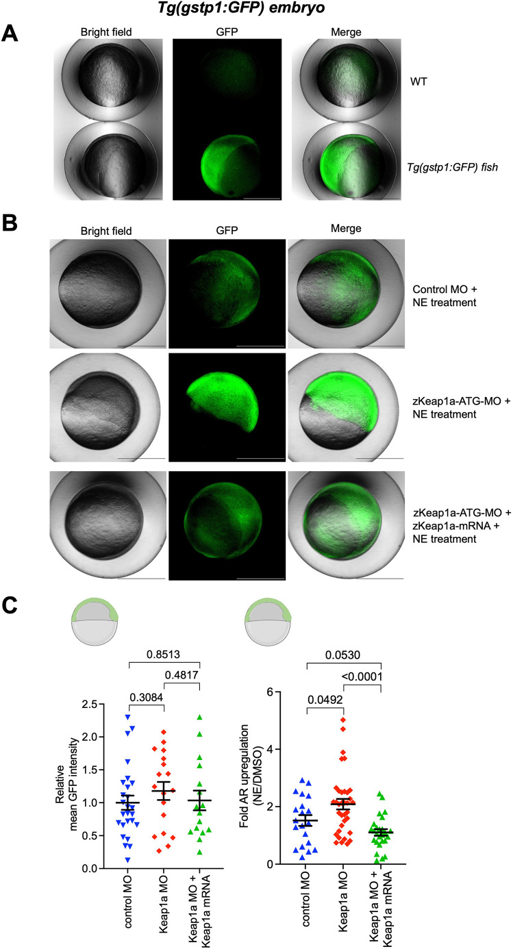 Figure 2—figure supplement 1.