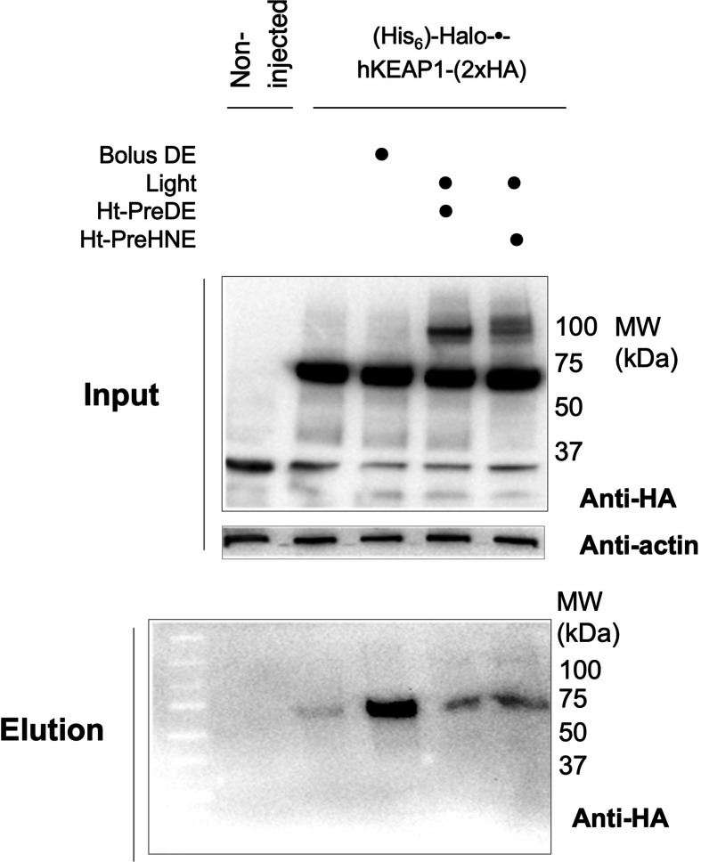 Figure 4—figure supplement 1.