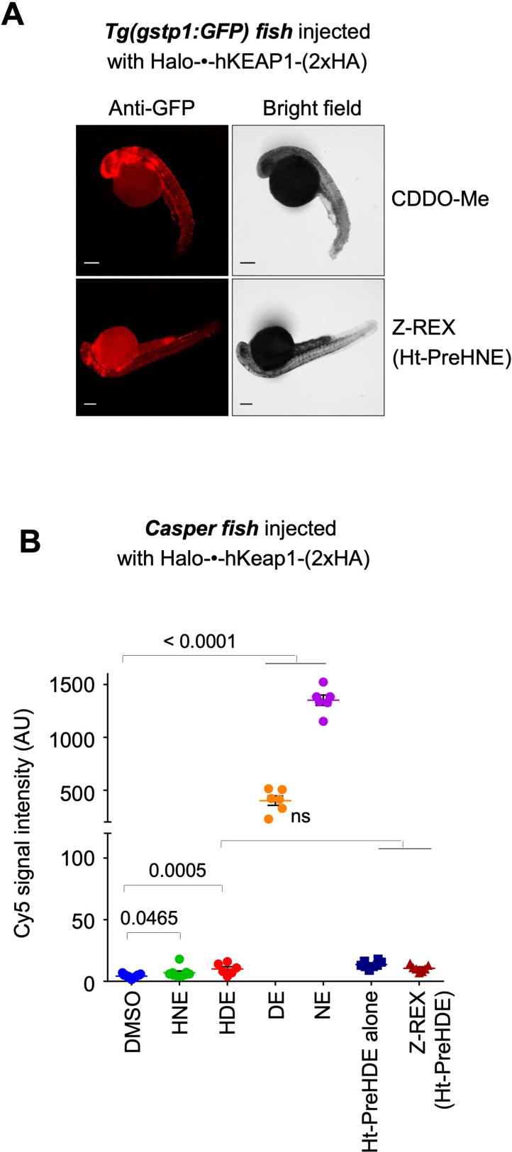 Figure 5—figure supplement 1.