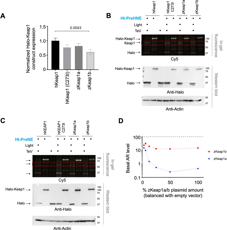 Figure 7—figure supplement 2.