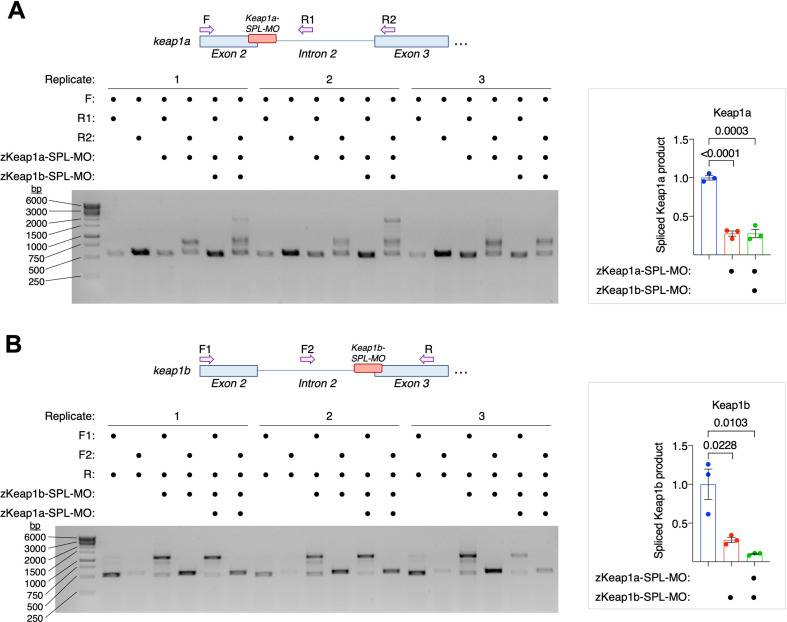 Figure 1—figure supplement 4.