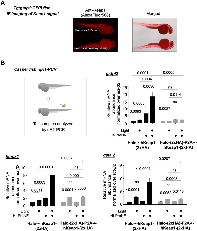 Figure 3—figure supplement 2.