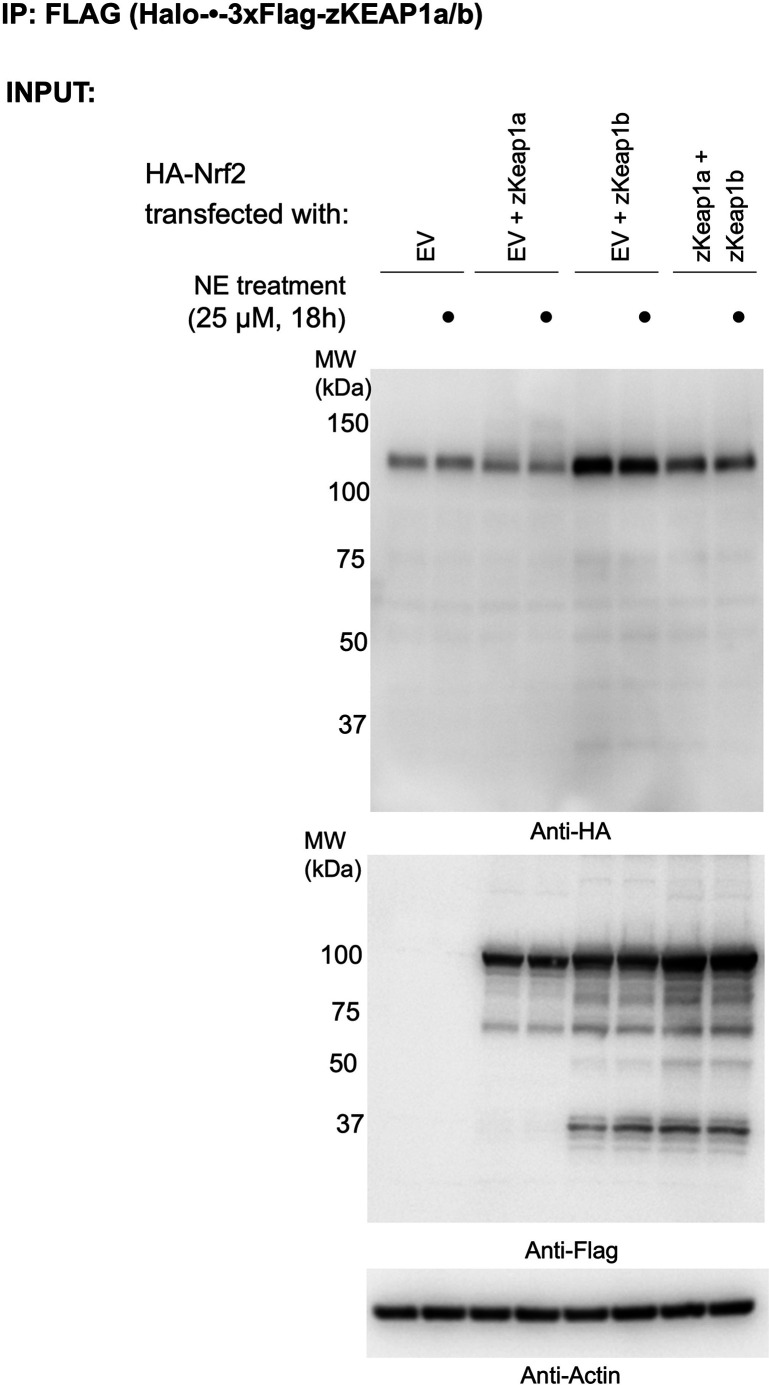 Figure 8—figure supplement 1.