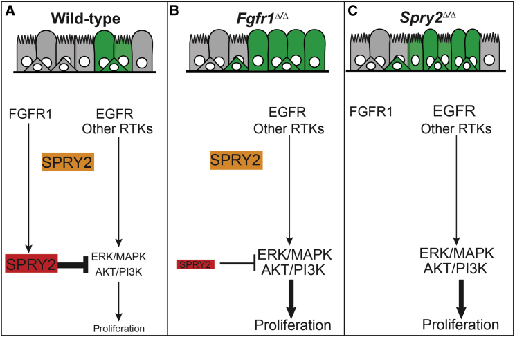 Figure 7