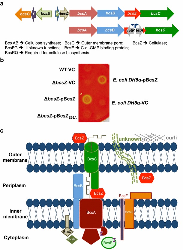 Fig. 1