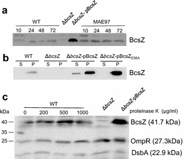 Fig. 4