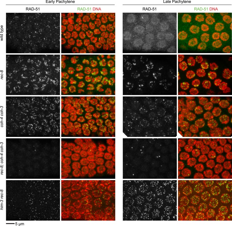 Figure 4—figure supplement 1.