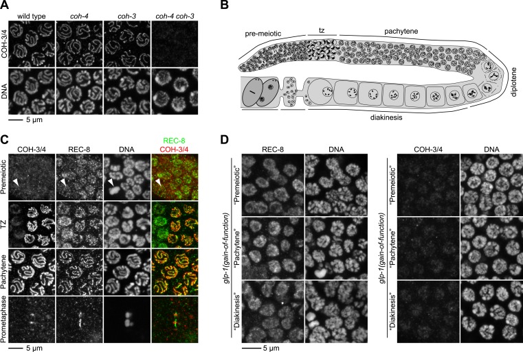 Figure 1—figure supplement 1.