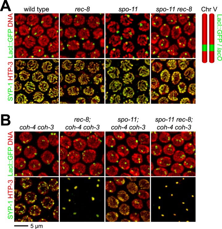 Figure 5—figure supplement 1.