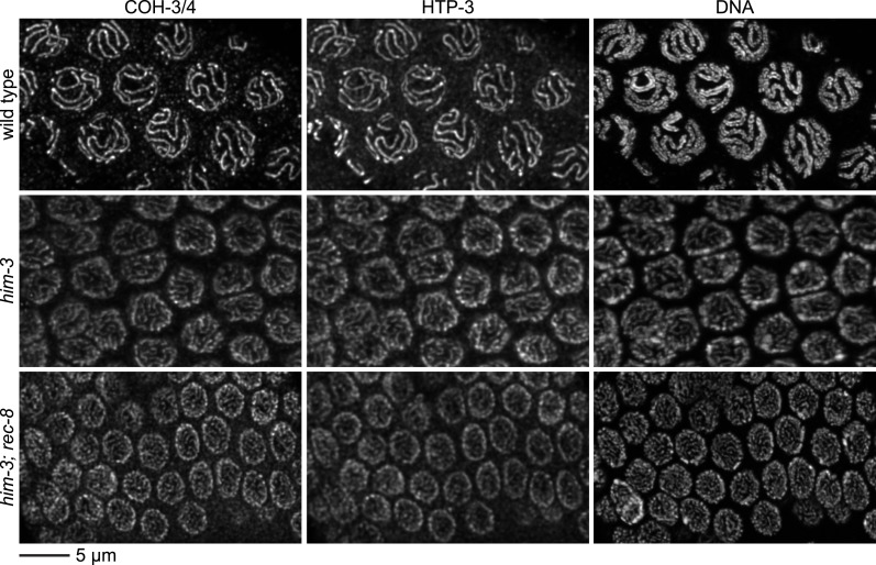 Figure 4—figure supplement 2.