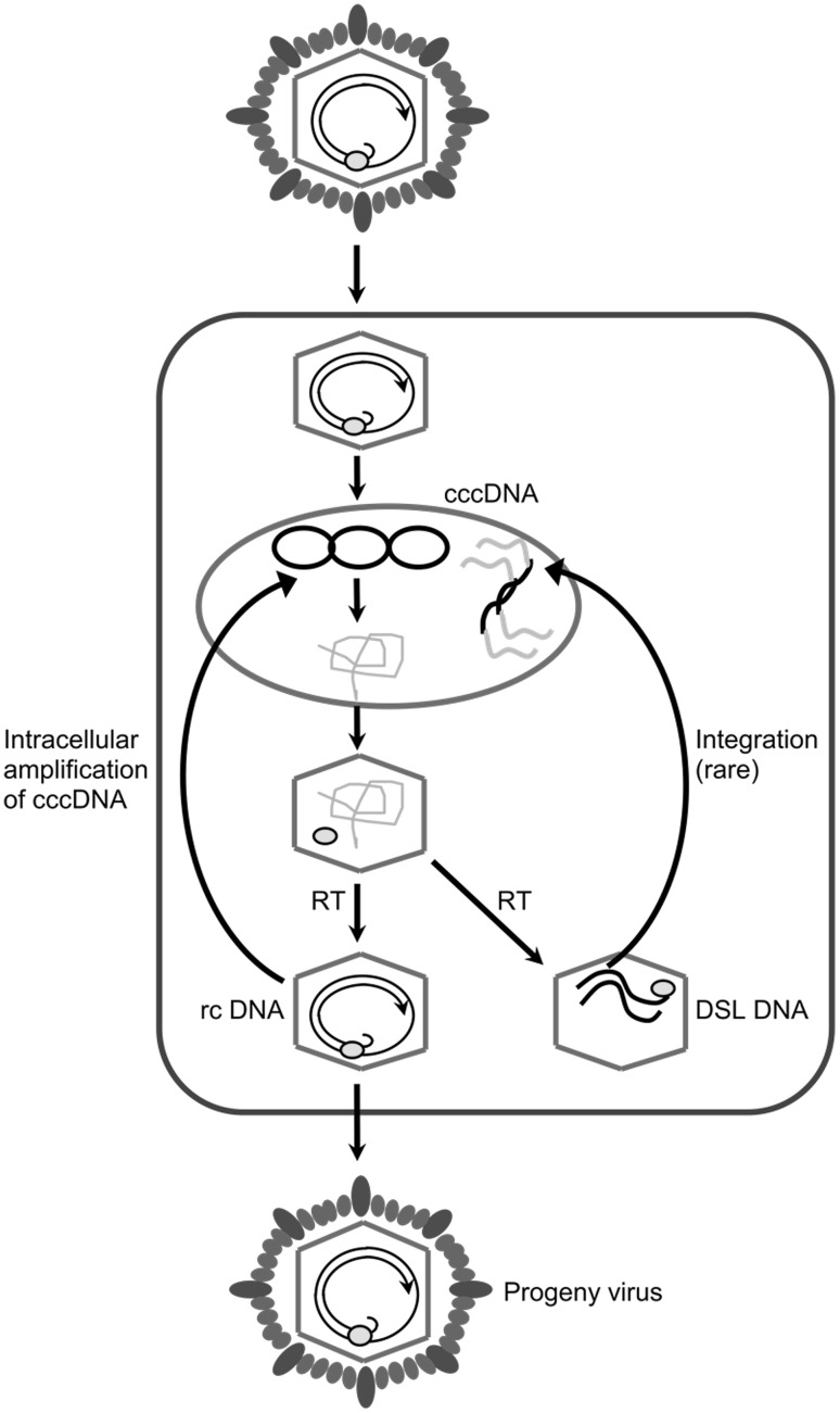 Fig. 1