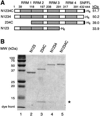 FIGURE 1.