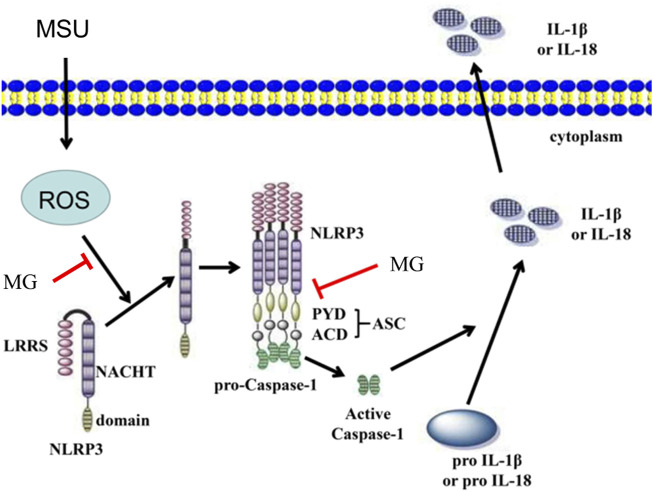 FIGURE 7