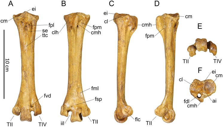 Fig 10