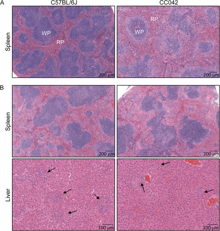 FIG 2