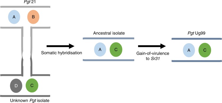 Fig. 7