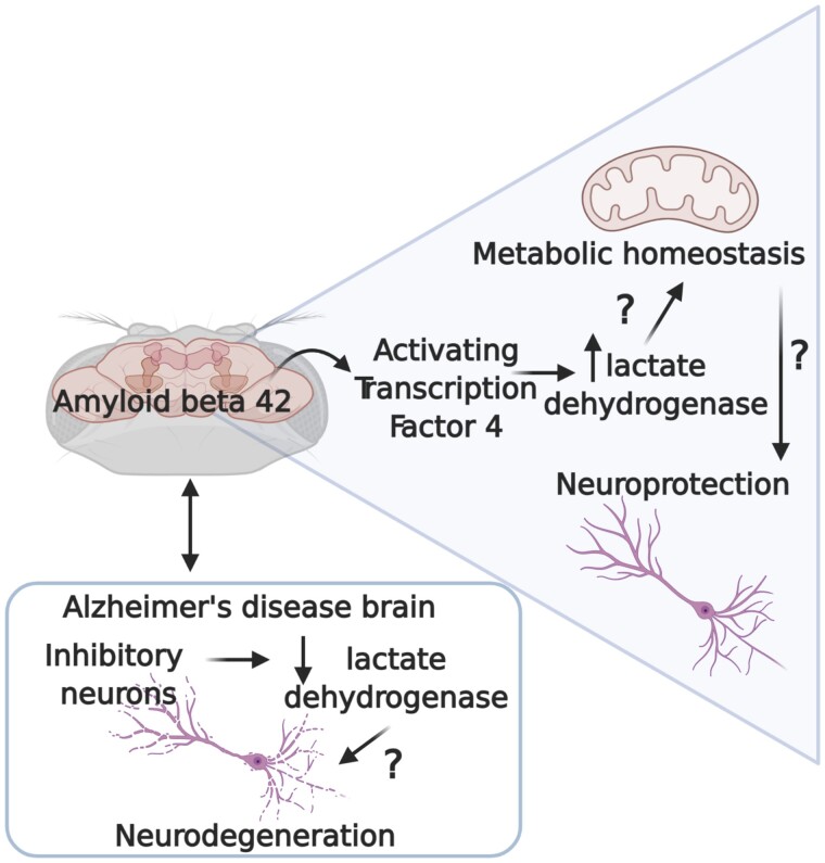 Graphical Abstract