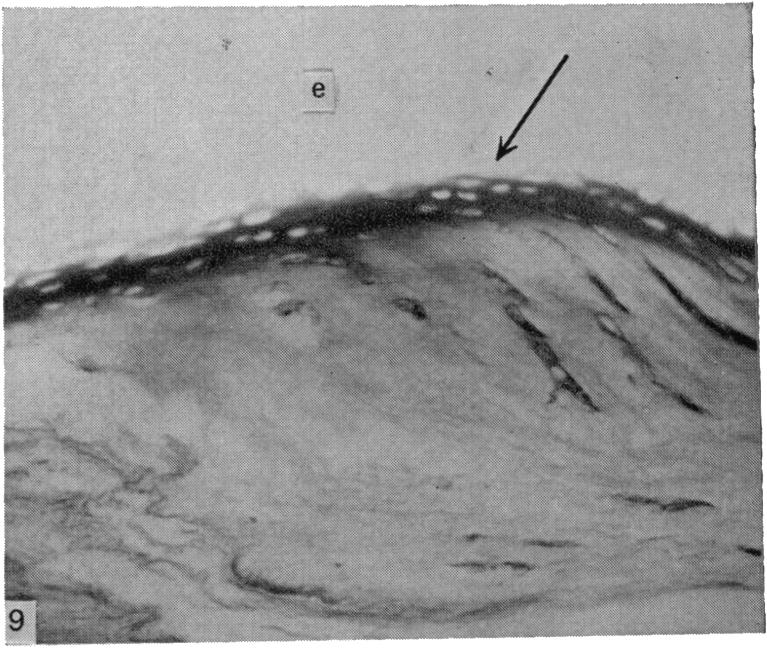 Fig. 9