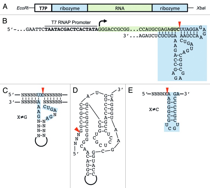 graphic file with name rna-11-427-g1.jpg