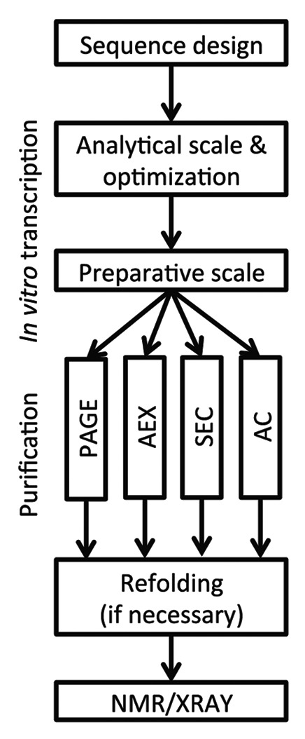 graphic file with name rna-11-427-g2.jpg