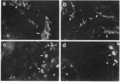 graphic file with name pnas01086-0478-a.jpg