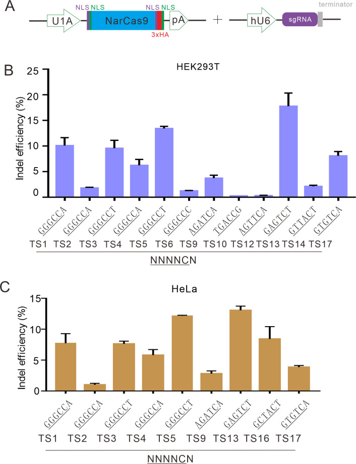 Figure 3—figure supplement 4.