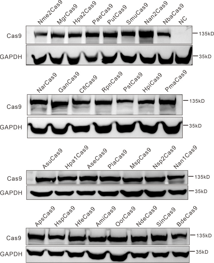 Figure 1—figure supplement 5.