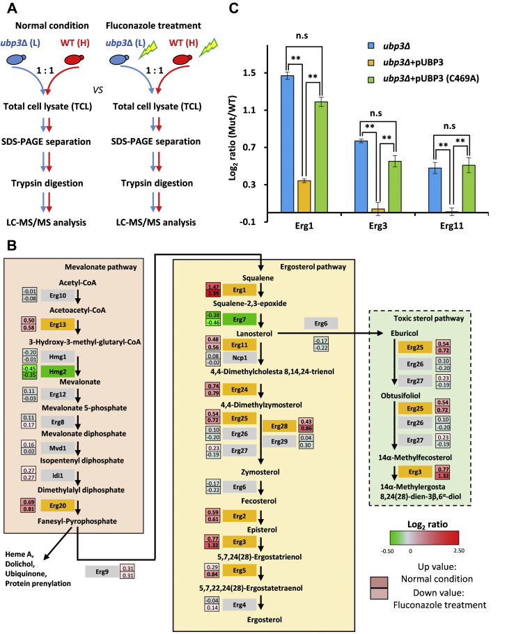 Figure 2