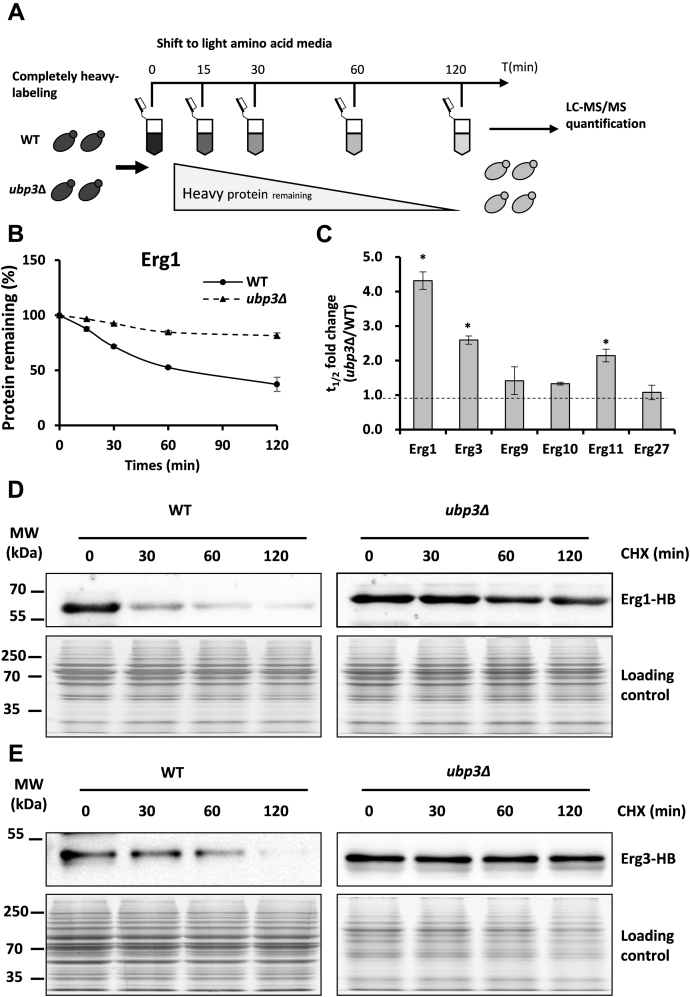 Figure 3