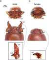 Fig 1