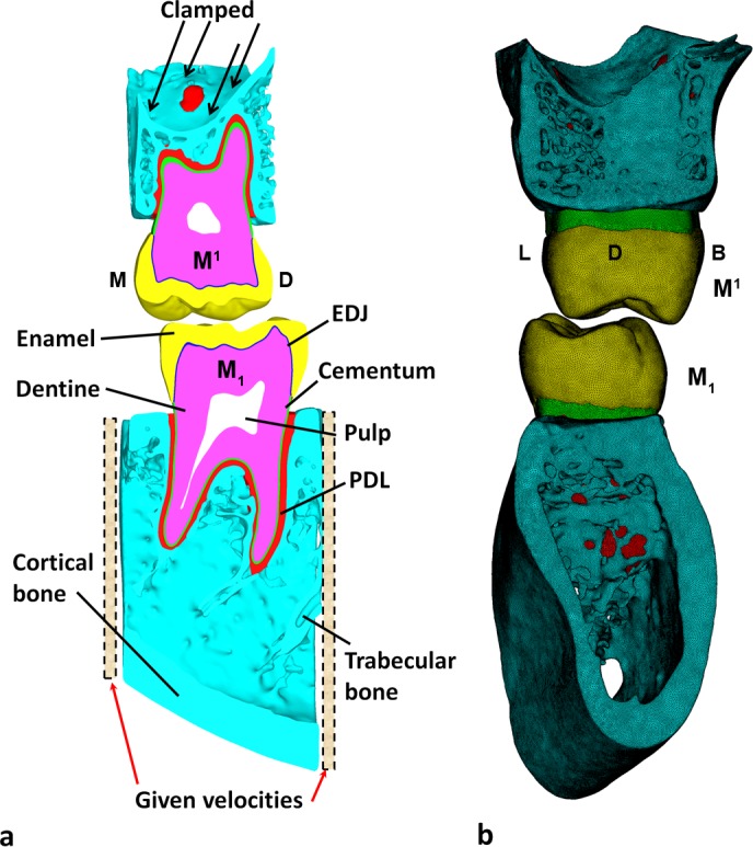 Fig 1