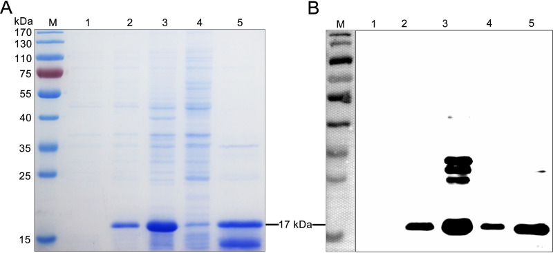 FIG 2