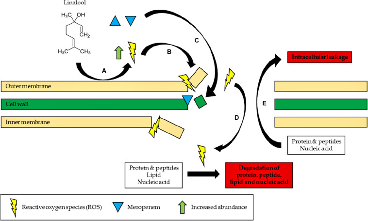 FIGURE 4