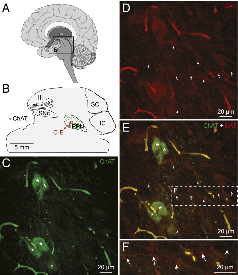 Fig. 7.