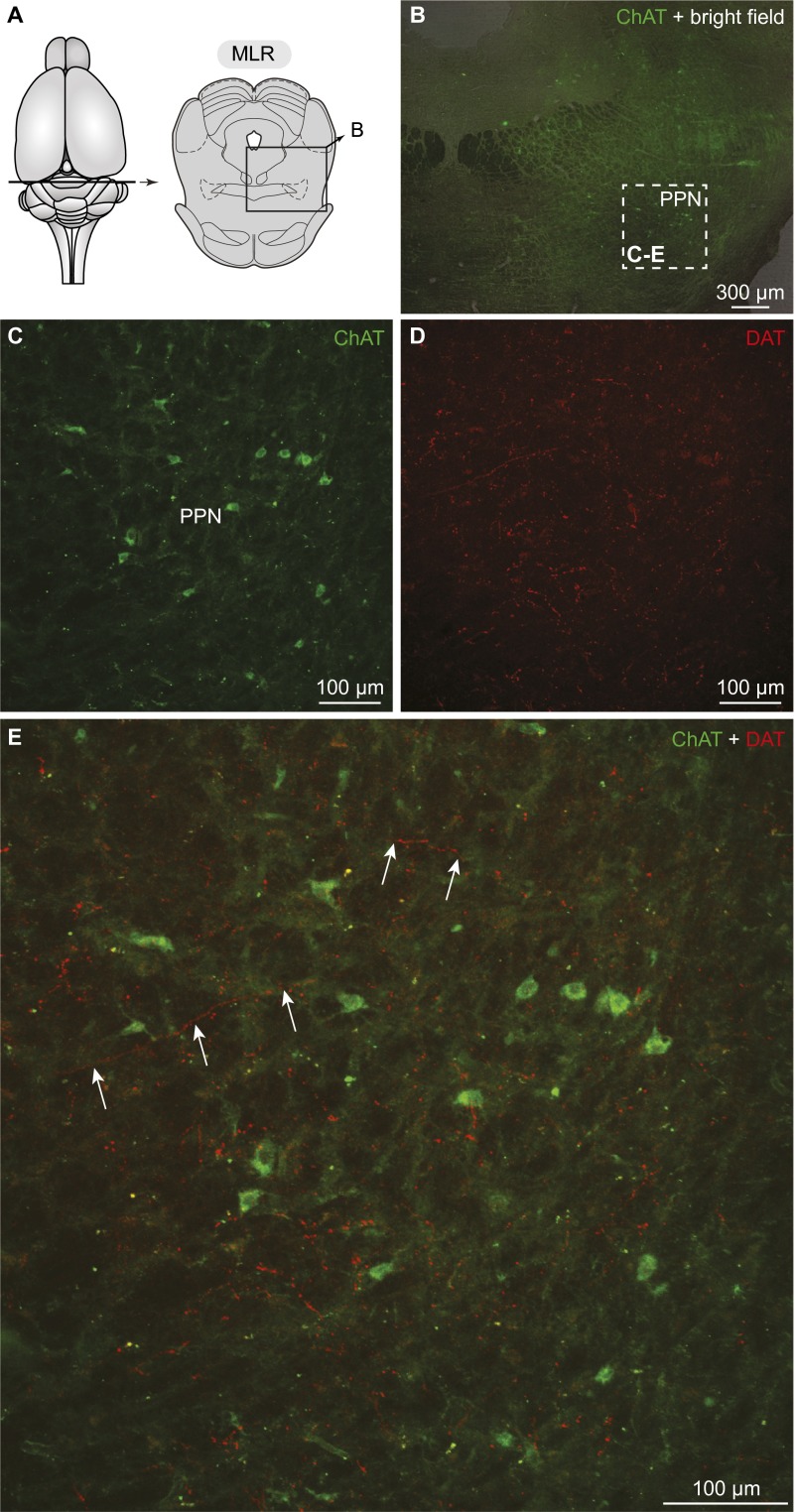 Fig. S4.