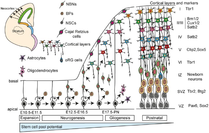 Figure 5.