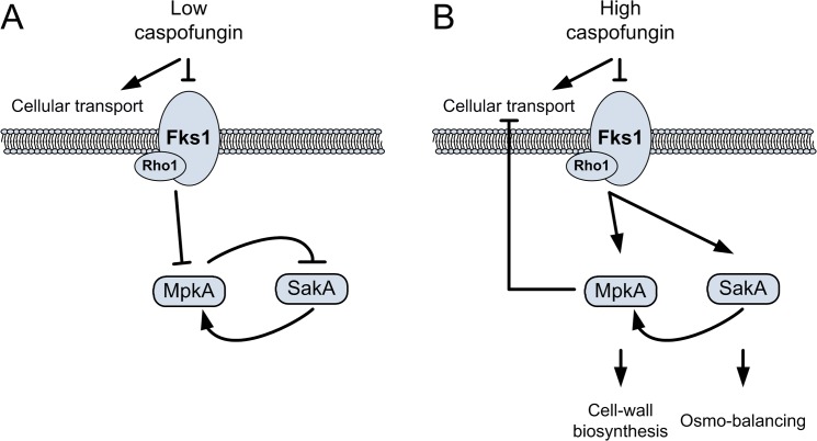 Fig 7