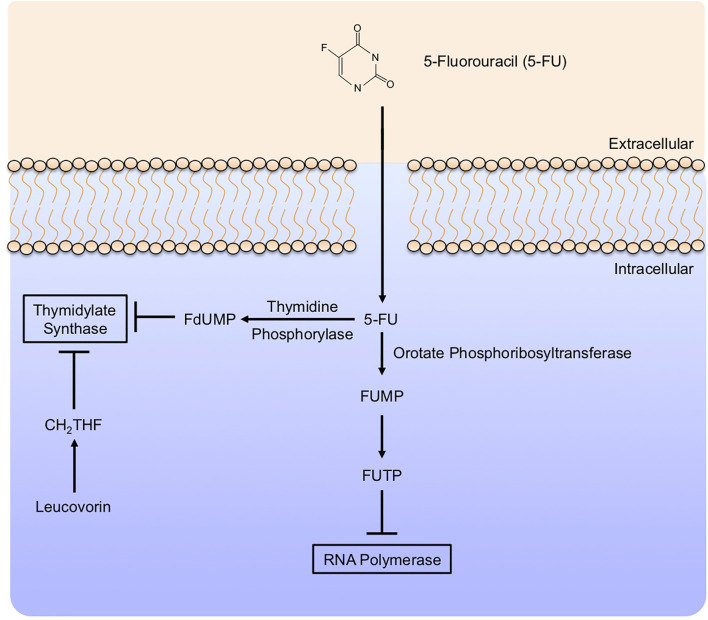 Figure 7