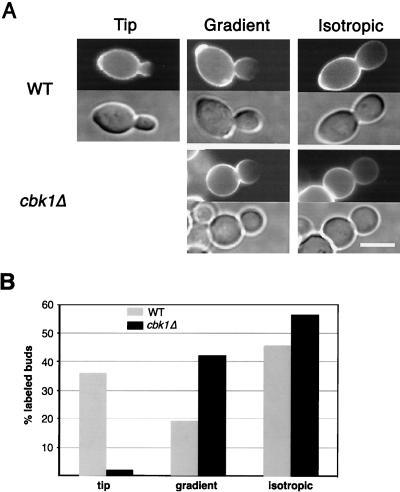 FIG. 5