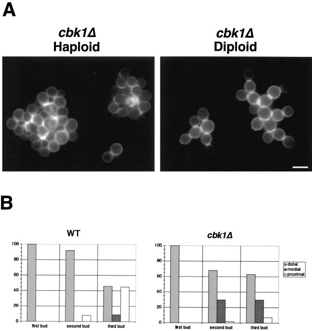 FIG. 8