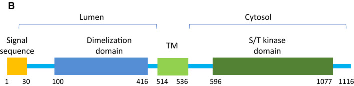 Figure 5B