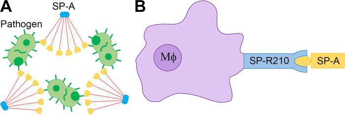 Fig. 2.