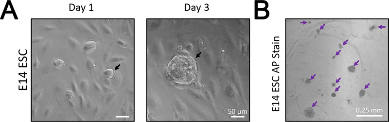 Figure 1: