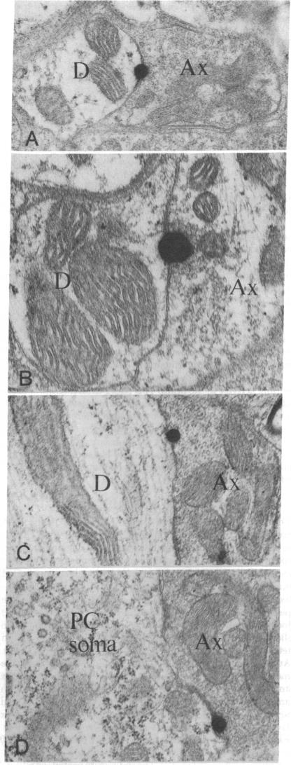 graphic file with name pnas00018-0444-a.jpg