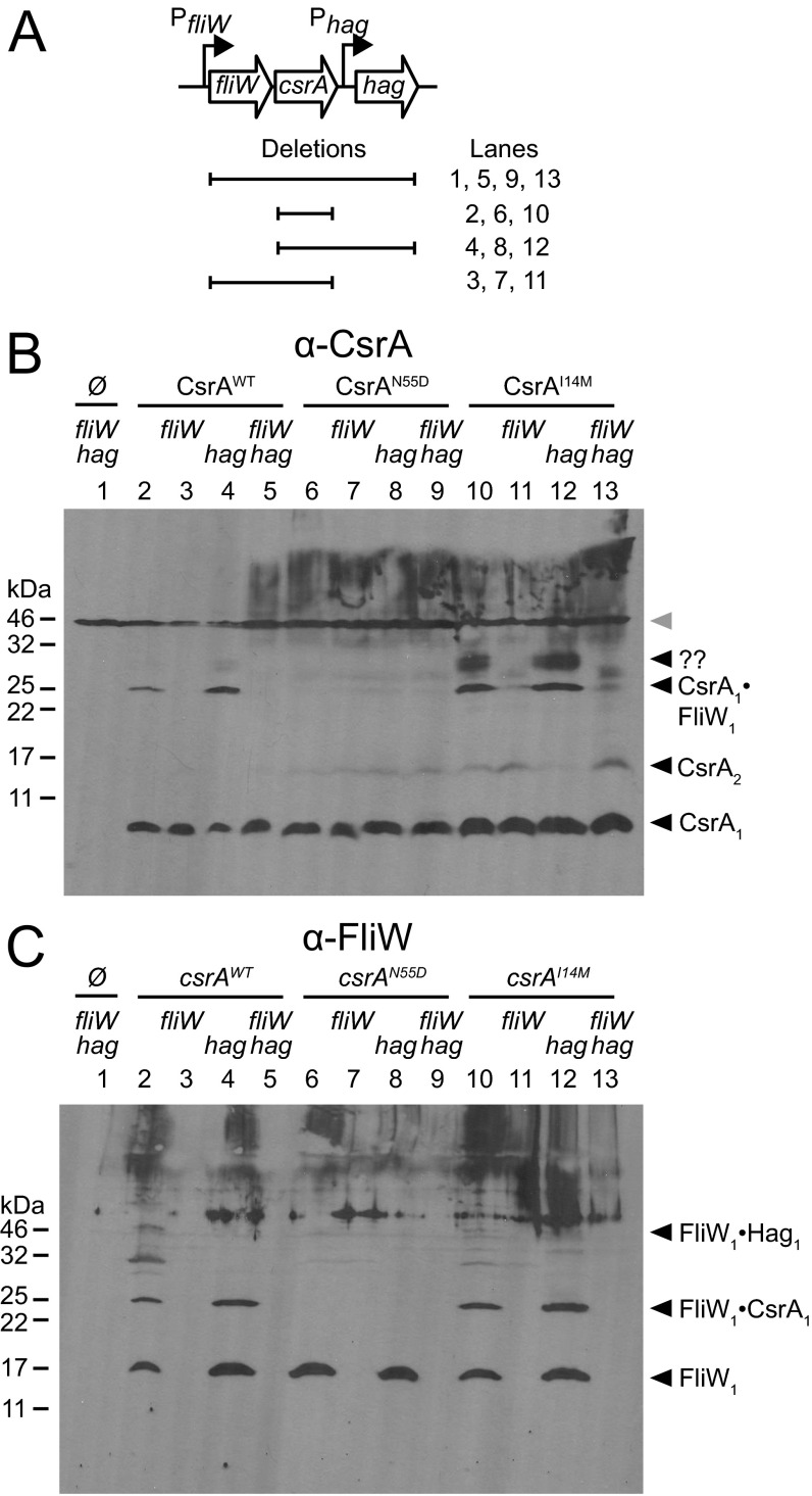 Fig. S4.