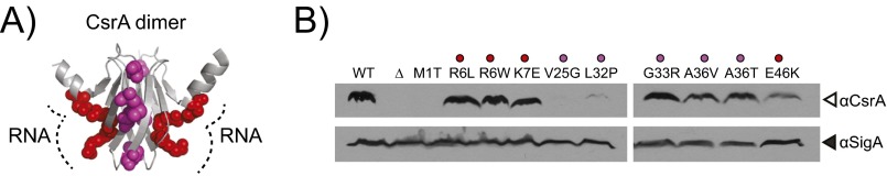 Fig. S1.