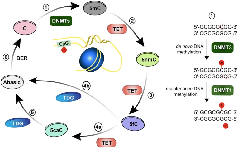 Figure 1.