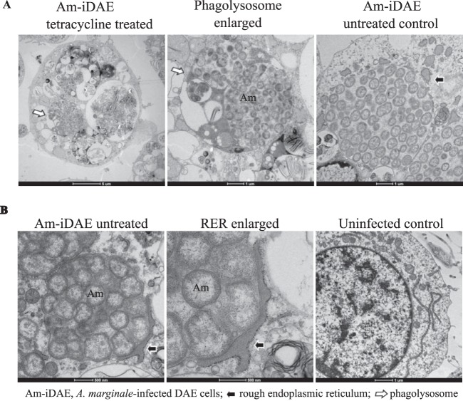 FIG 11